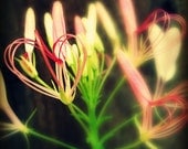 Cleome Heart Photograph 8x8 - flower nature floral pink white green love valentine square art print home decor