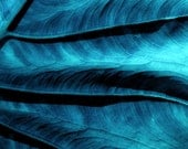 Nature Photography 12x12 Teal Elephant Ear Leaf surreal print digital painting wall decor