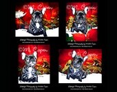 NEW: HOLIDAY Christmas 2012 - Assorted French Bulldog Greeting Cards, 5 Pack