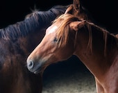 Horse Photograph brown black barn love companion friendly mane western home decor rugged 8x10 - FirstLightPhoto