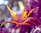 Japanese Maple Leaf - Serenity - 8 x 12 Fine Art Digital Print - Abstract Landscape Photography - Purple glow with Bokeh - Fall Wall Art