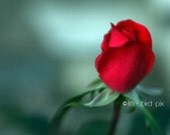 Single Red Rose Floral- 5 x 7 Fine Art Print