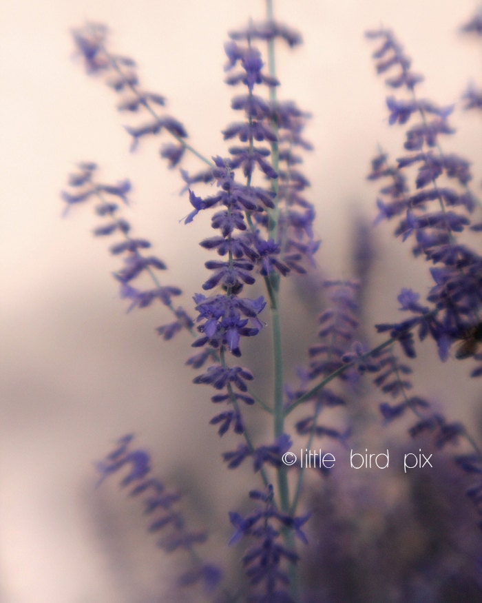 Macro Lavender Nature Fine Art 8 x 10 Photograph