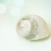 Seashell print mint green and beige shabby chic beach cottage decor mint green beige cream 8x10 shell photography