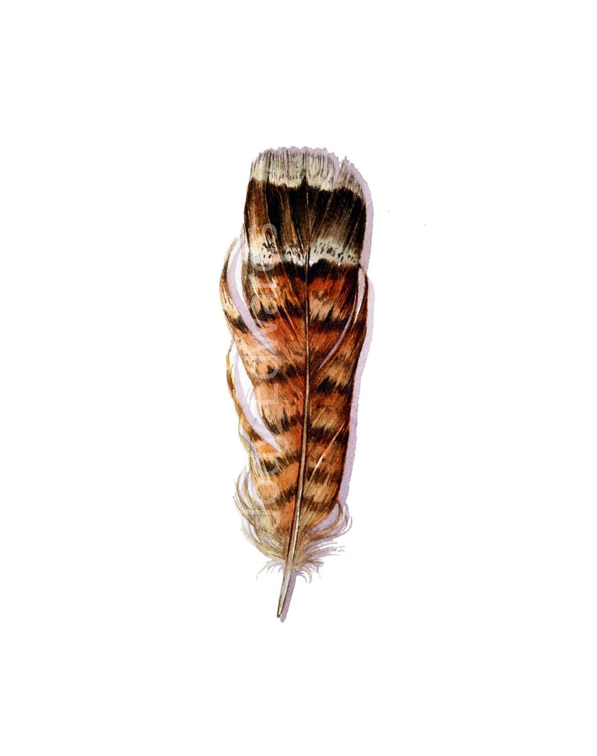 Grouse Feather