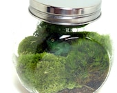 TERRARIUM, Large CARMIE Jar, Glass, Frog, Moss, Great for HOME or Office.  Terrariums by mossterrariums on Etsy.
