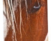 Greeting Card of Miranda a Colonial Spanish Mare
