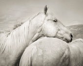 Black and White Horse Photograph, Animal Photograph, Equine Art, Black and White Animal Photography