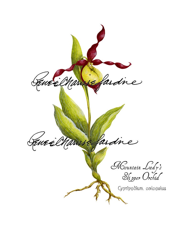 Mountain Lady's Slipper Gliceé Print, Artist Signed, Orchid, Botanical, Illustrative, Floral