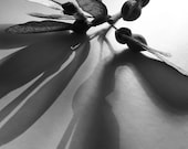 Black And White Photography Abstract Nature Grey Tones Home Decor BOGO 10x8 Print Long Shadows... - VictoriaEnglishCharm