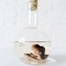 Sea Witch Octopus Specimen In Crystal Science Beaker