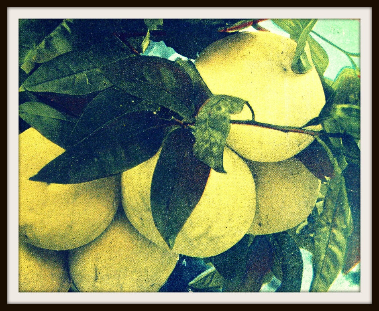 kitchen photography GRAPEFRUIT 11x14 print tropical deco vintage citrus botanical art decor 1930s green blue yellow cream color wall art