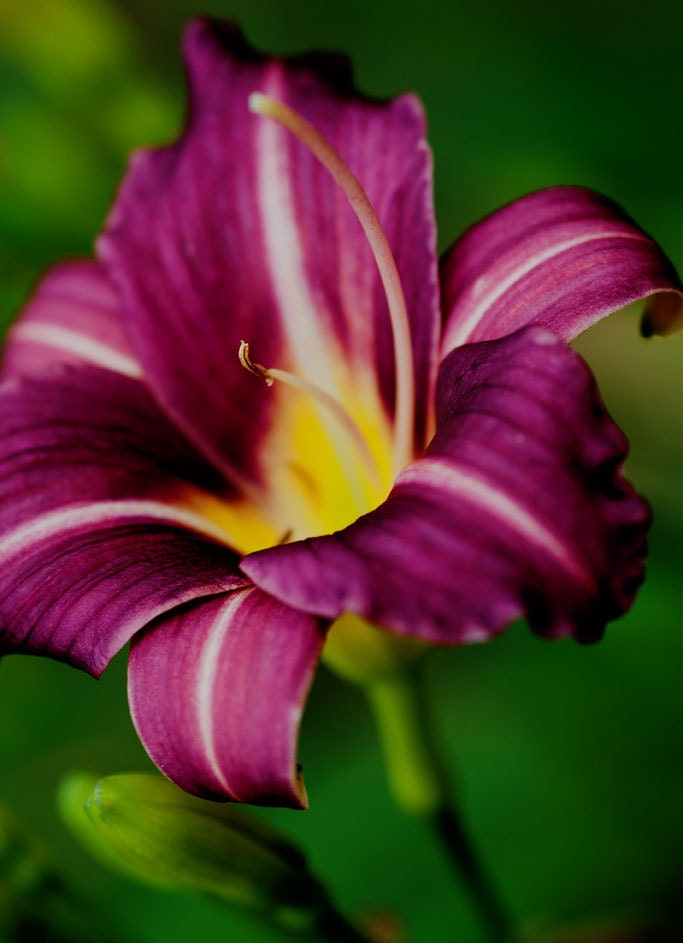 Eggplant Purple Daylily Photographic Print 5 x 7 Nature Macro Image Extreme Flower Close Up Bold Beautiful Bright Spring Botanical Art