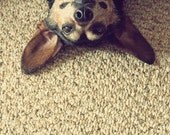Daisy Dachsund - 8x8 Fine Art Photography - Dog Portrait in the colors of Fall