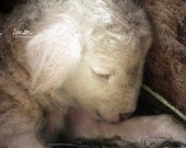 be still my heart - fine lamb photography - farm fresh cards