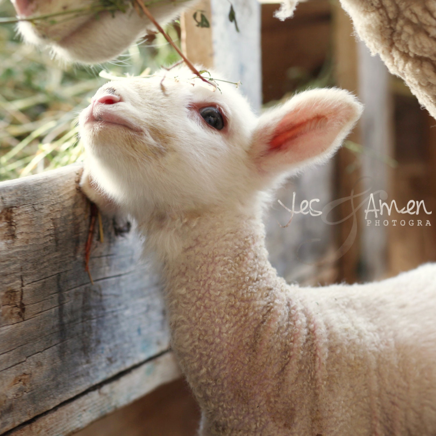 little flower - fine lamb photography (and so farm fresh) 8x8 hard backed
