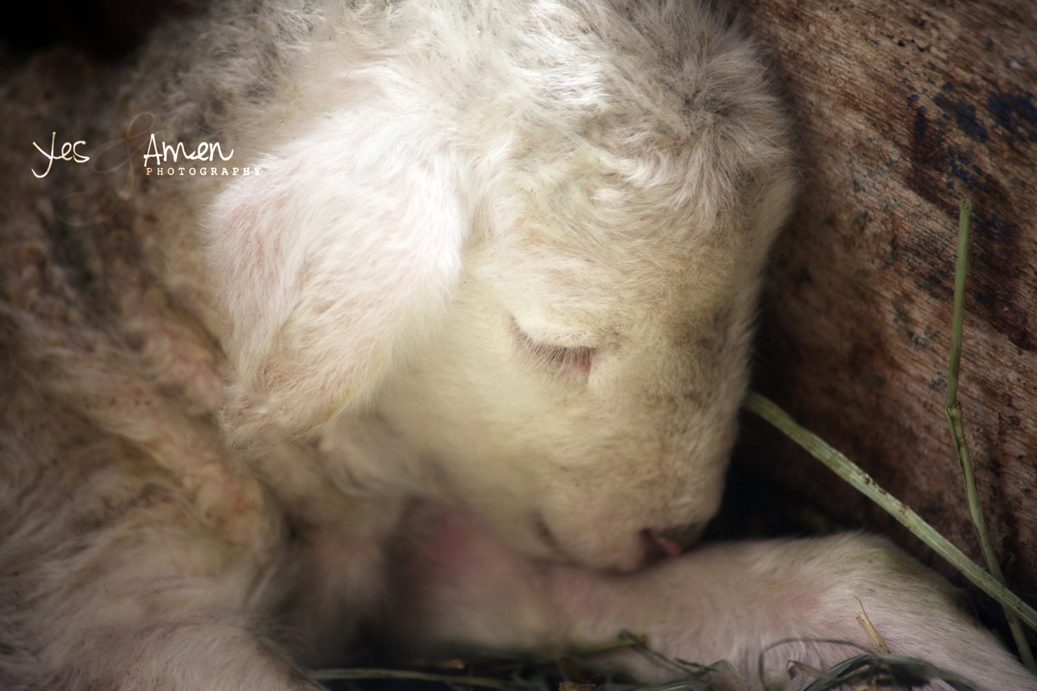 be still my heart - fine lamb photography - farm fresh cards