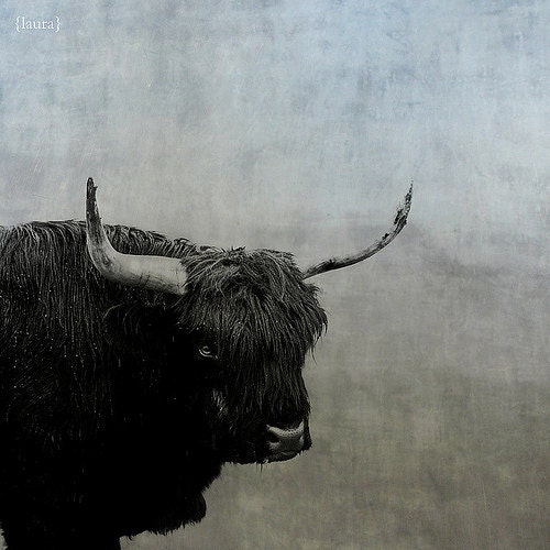 Bull Photography - Nature Photography - Rustic Steer Shabby Chic - Home Decor  - Fine Art Photography - "The Lumbering Beast"