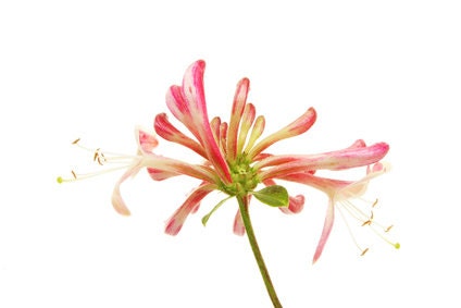 Honeysuckle Perfume Oil
