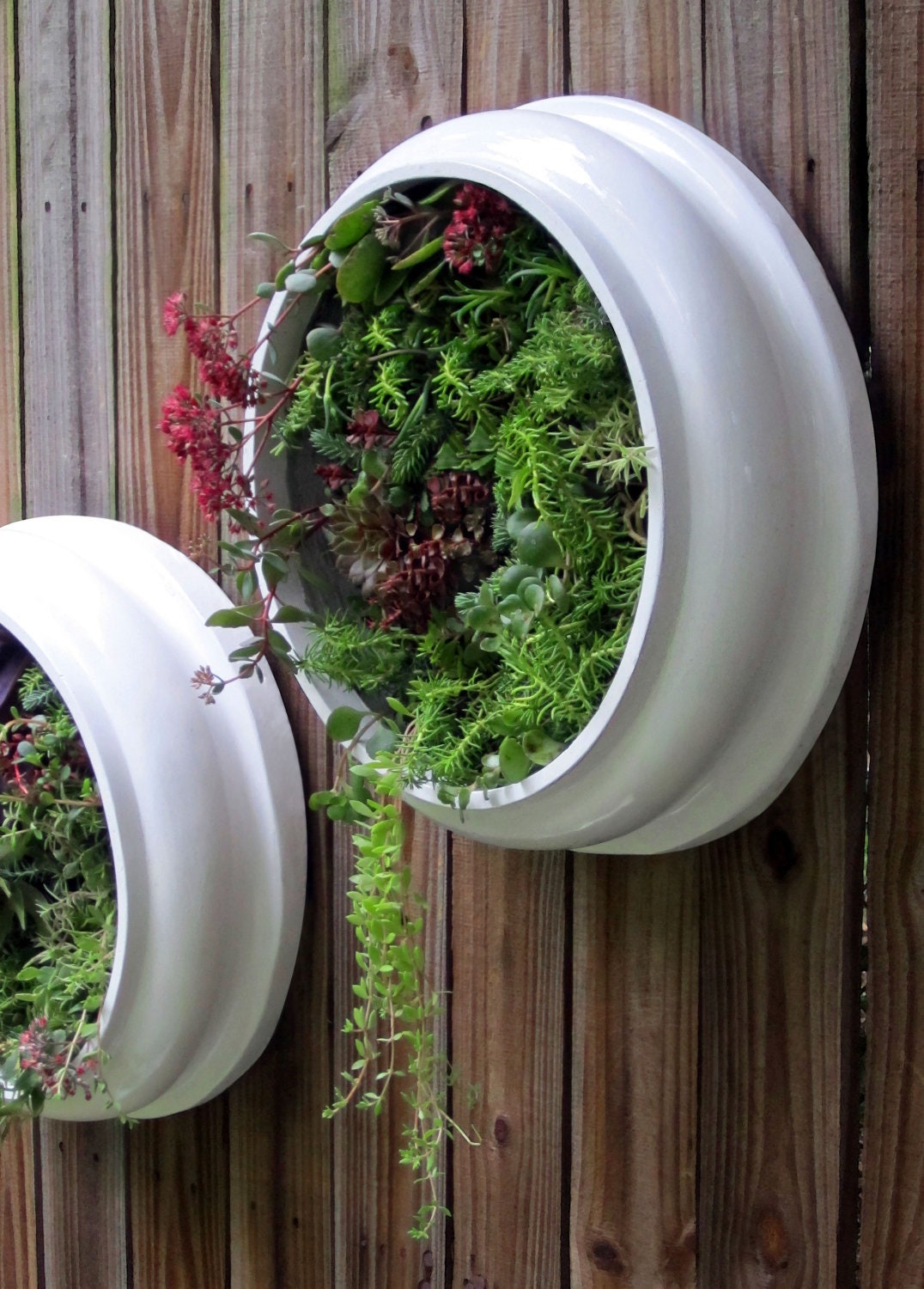 Upcycled and Elegant Round Living Wall Succulent Planters