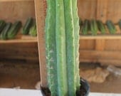 Two Potted and Rooted San Pedro Trichocereus Cactus looking for a new home  Beautiful gorgeous flowers