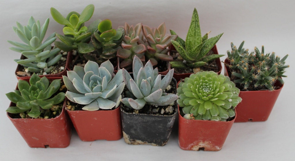 Wedding Favor Succulents SAMPLE  TWO (2)  potted succulent shipped to inspect quality and condition upon arrival