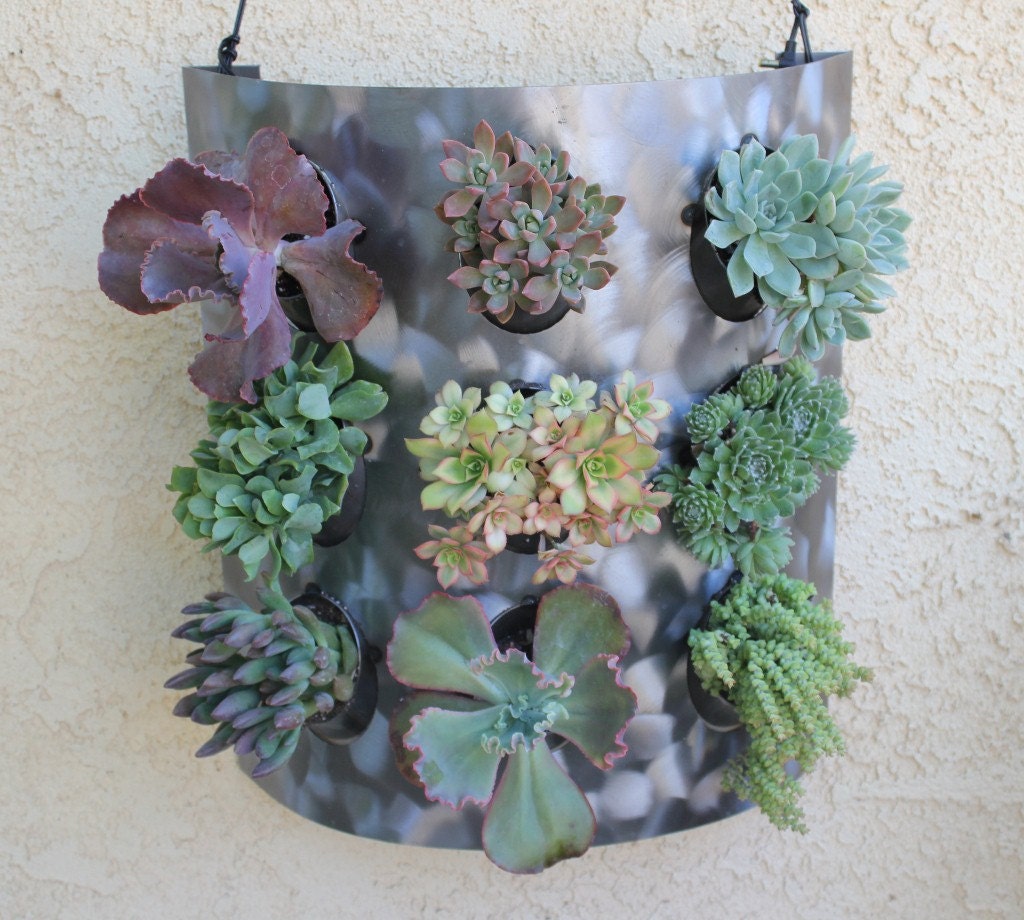 Incrediblly Cool Steel Metal Succulent Living Wall Art Sculpture frame includes 12 succulents to choose from great wedding gift