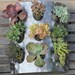 Incrediblly Cool Steel Metal Succulent Living Wall Art Sculpture frame includes 12 succulents to choose from great wedding gift