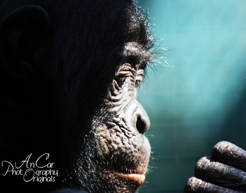 Gazing 11x14 Color Photograph