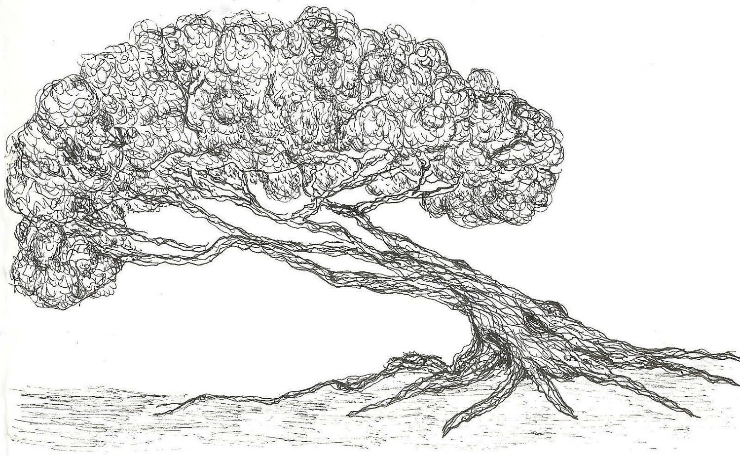 Maple Tree Sketch