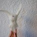 little hare