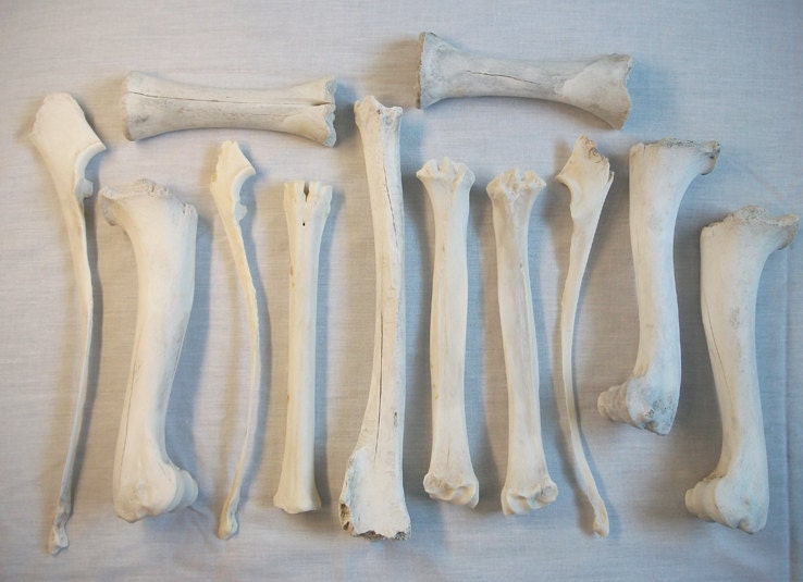 Cow Leg Bone