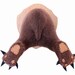 A Grizzly Bear's Behind - Backwards Faux Taxidermy, Plush Fiber Sculpture, Made To Order