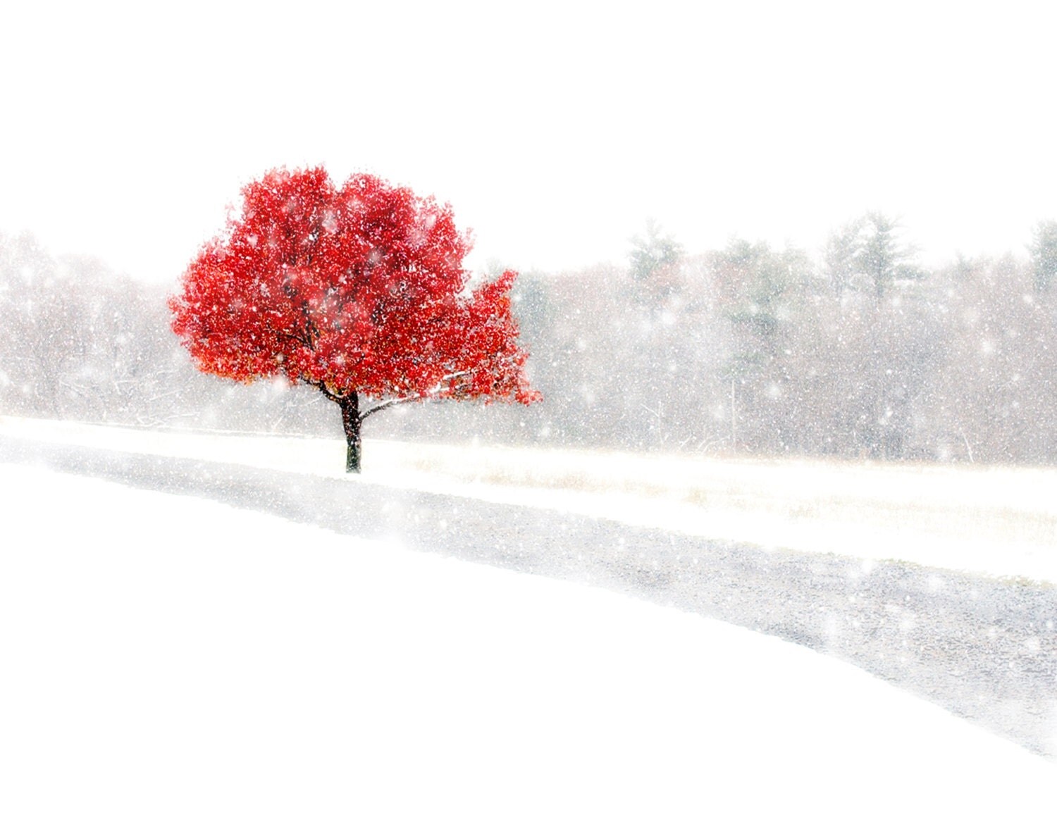 SET OF 4 Snowfall Autumn Red White Tree serene peaceful winter snow Greeting Card Note Card Blank Inside - RikkiVanCamp