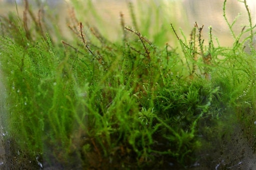 Terrarium, Moss, Earth Day, Emerald, Spring Home Decor, Spring Trends, Green