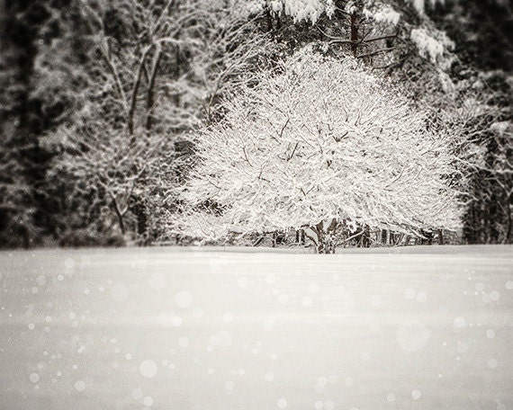 Woodland Decor, Winter Snow Pictures, Winter Landscape, Snow Landscape, Winter Decor, Black and White, Dreamy Snowy Snowflakes Woodland.