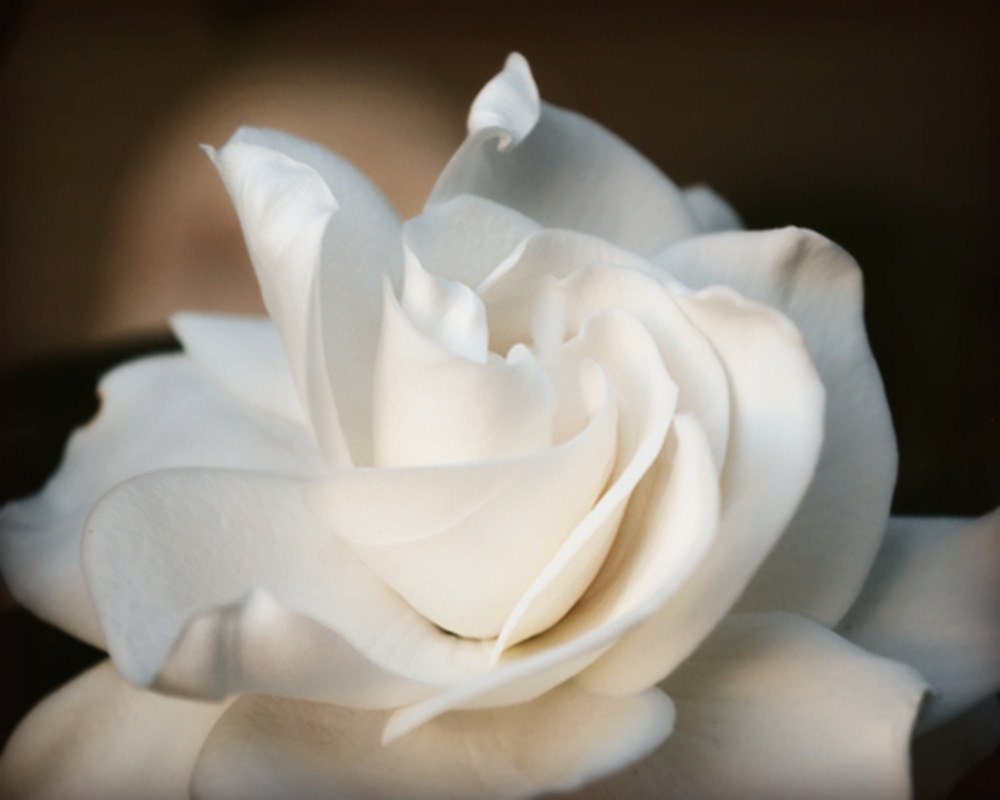 Gardenia Floral Photography Flowers,bisque,white,Gifts under 25,glowing,ivory, - VanillaExtinction