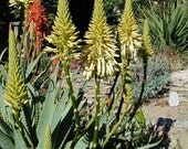 Aloe arborescens v. lutea (Yellow Torch Aloe)