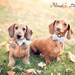 Dog Collar - Dog, Martingale or Cat Collar - All Sizes - Blue Seersucker