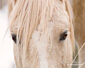 Cloud's Eyes - Fine Art Wild Horse Photograph