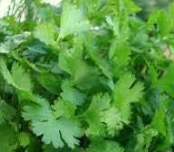 Organic Heirloom Cilantro Slo-bolt Seeds