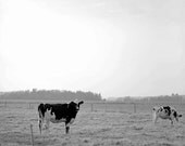 Misty Eyed - Cows, Pasture, Barn, Fence, Black and White, Fine Art Photography 8 x 10 Giciee PrintWall Art