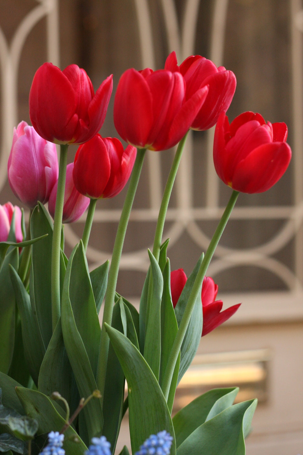 Red Tulips - 11x14 Print Matted to 16x20