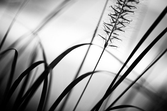 Black and White Photography - grass abstract dark grey gray modern print nature photo monochromatic wall art - 8x12 Photograph, "Draw Me In"