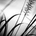 Black and White Photography - grass abstract dark grey gray modern print nature photo monochromatic wall art - 8x12 Photograph, "Draw Me In"