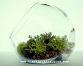 Modern Organic Lichen Terrarium