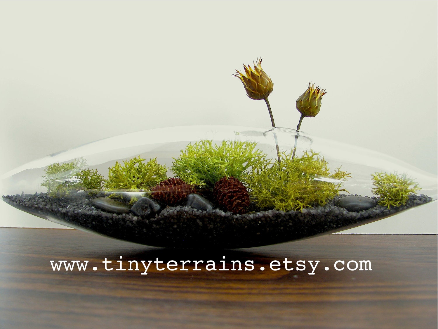 Handsome:) Little Lichen Vessel Terrarium