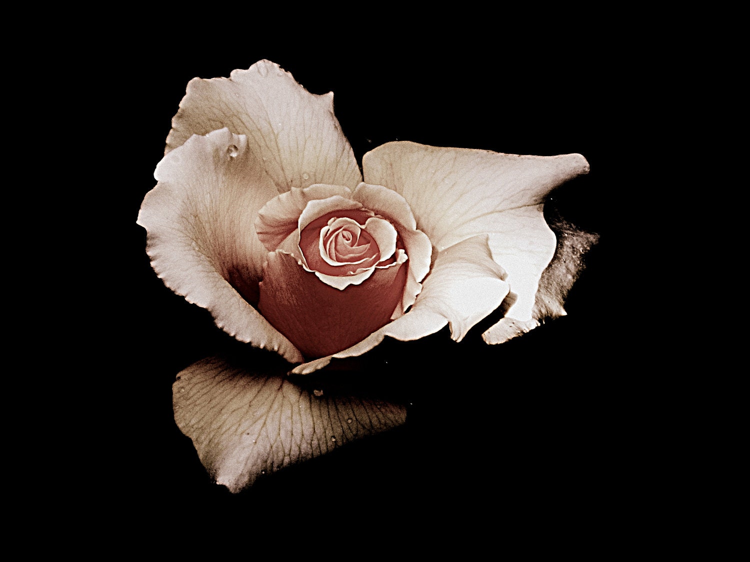 My Hearts a Rose / Macro Photography