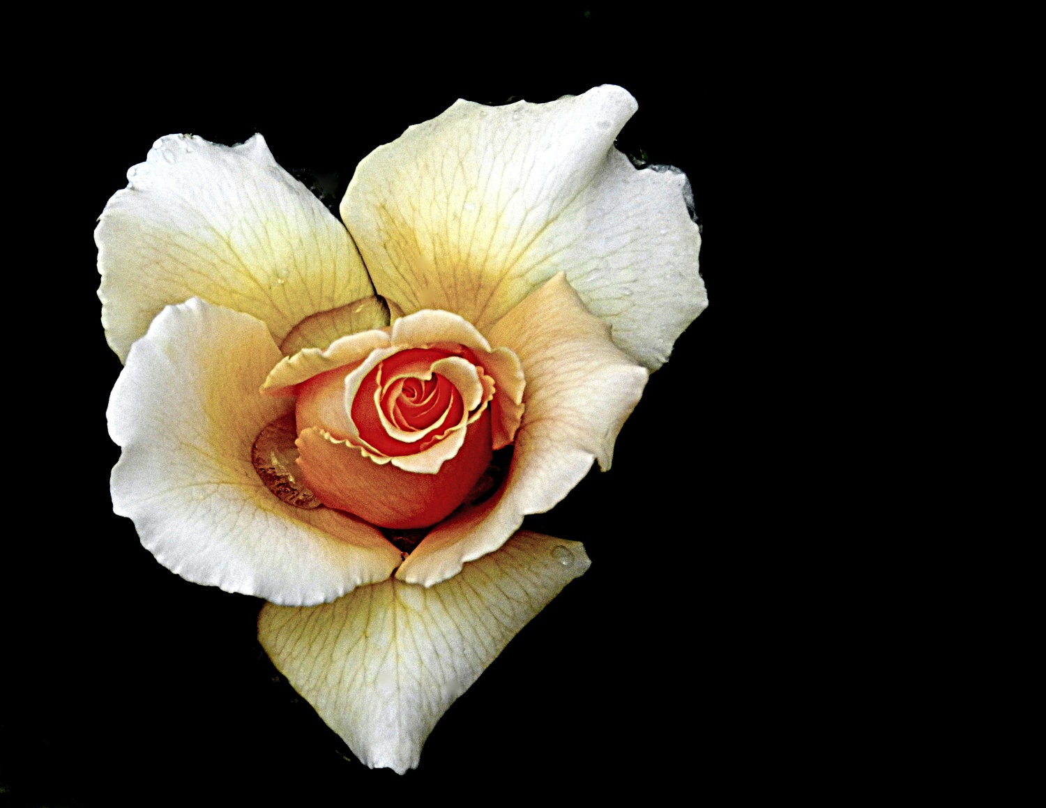 My Hearts a Rose / Macro Photography