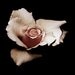 My Hearts a Rose / Macro Photography